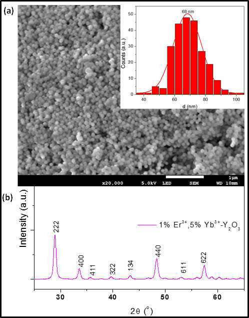 SEM image, size analysis and XRD of the Y2O3 doped with Er3+, Yb3+