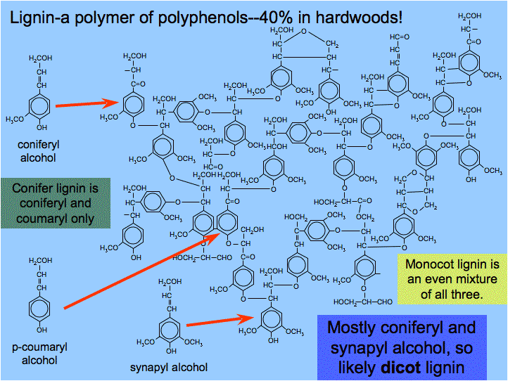 대표적 리그닌 fragments (coniferyl alcohol, p-coumaryl alcohol, and synapyl alcohol)