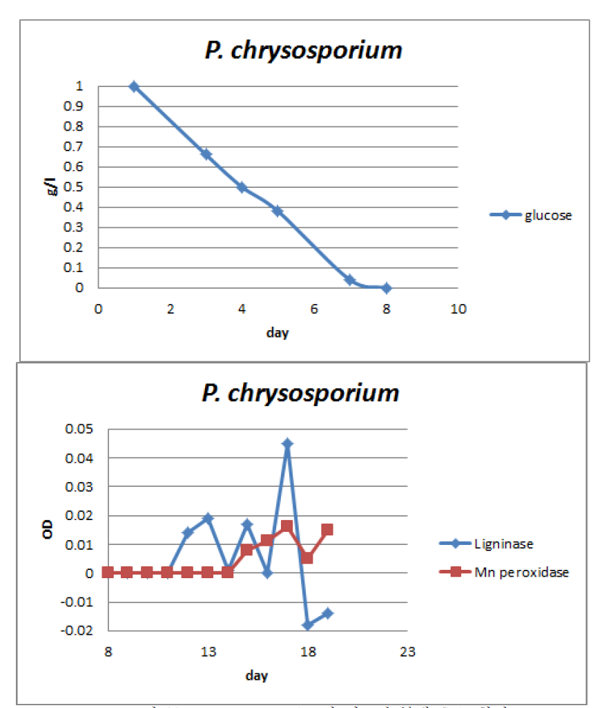 P. chrysosporium의 리그닌 분해 효소 활성