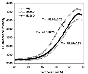야생형 CiP와 두 돌연변이 (S323Y, E328D)의 열에 의한 단백질 구조의 변화 측정