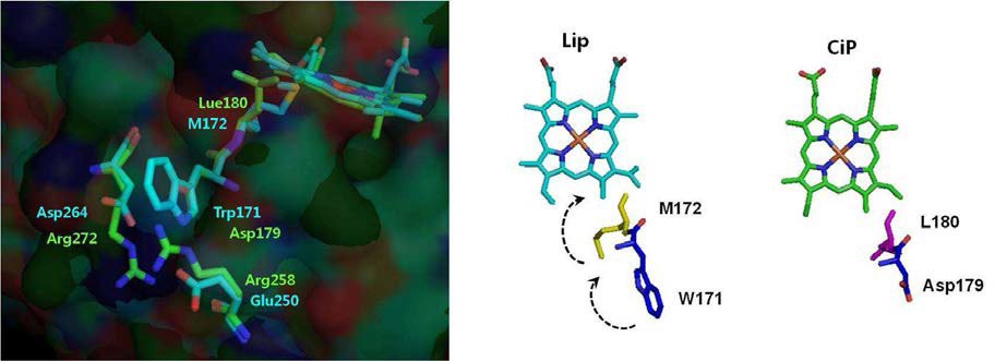 Lip (PDB ID: 1B82, 하늘색)과 CiP (PDB ID: 1ARP, 하늘색)의 protein structure alignment