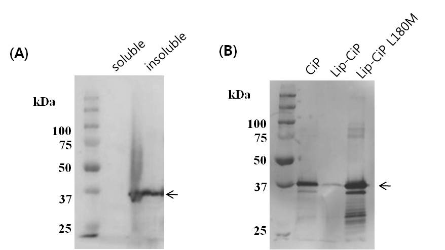 (A) Lip-CiP의 insoluble 형태로의 발현 (B)과 Lip-CiP와 Lip-CiP L180M의 E. coli 에서의 발현