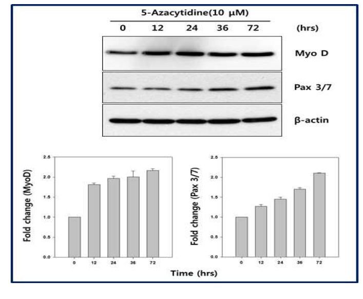 줄기세포를 근 육세포로 분화 후 시간 에 따라 근육 특이적 (MyoD, Pax3/7) 단백질 의 발현 확인을 위한 Western blot 결과.