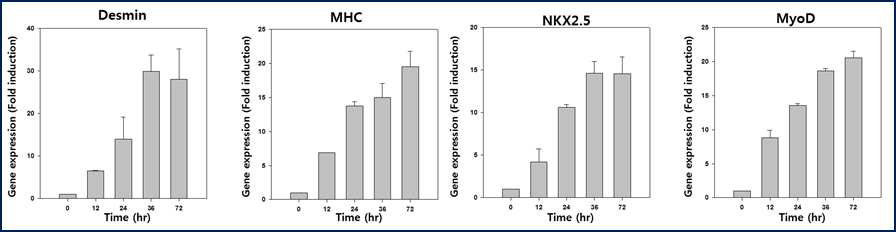 근육세포로 분화 후 시간에 따라 근육 특이적 유전자(desmin, myosin heavy chain, NKX2.5, MyoD) 발현 확인을 위한 RT-PCR 결과.