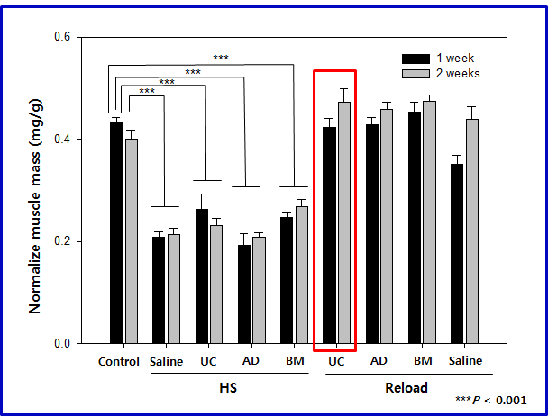 줄기세포 이식에 따른 가자미근 무게의 변화 비교.