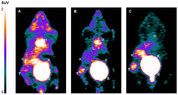 Micro-PET image (coronal) of B16F10 allograft mice