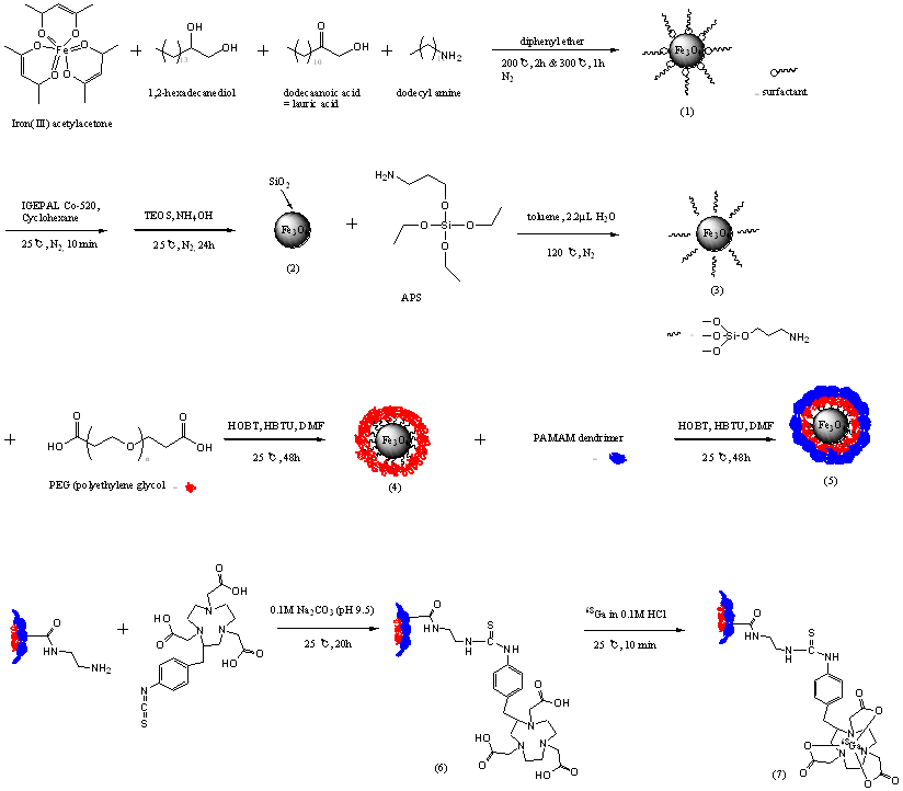 The scheme of [68Ga]Ga-NOTA-PAMAM dendrimer