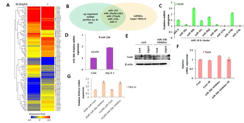 방사선 유도 microRNA, miR-30b에 의한 FBXL14/Twist 조절기전