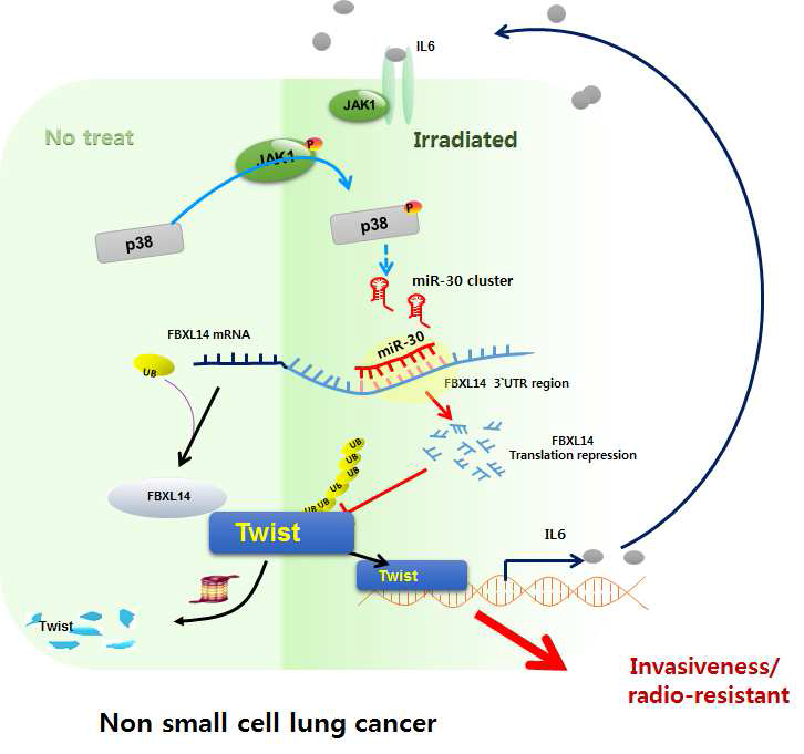 분할방사선 유도 IL6/JAK/p38 MAPK/miR-30b/FBXL14/Twist 신호전달 축의 활성화에 따른 폐암세포의 EMT 신호전달 네트워크 규명