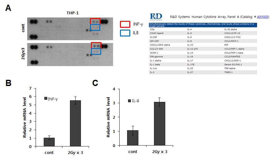 분할방사선에 의한 THP-1 세포주에서 분비되는 염증관련인자 스크리닝