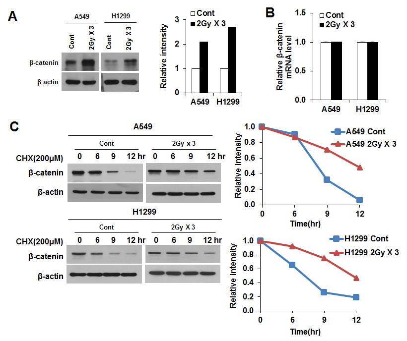 분할방사선 유도 β-catenin에 의한 G-CSF의 발현 조절