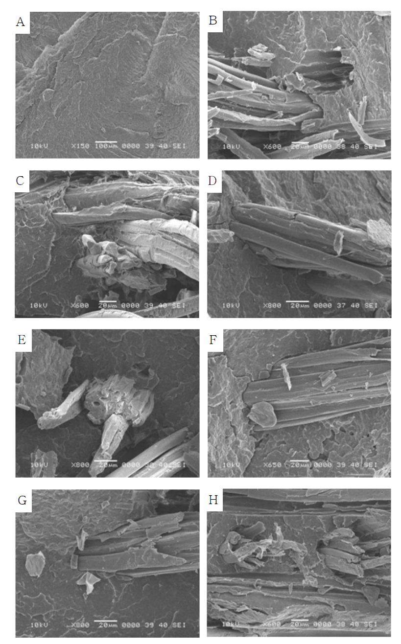 SEM micrographs of neat PBS and silk/PBS biocomposites reinforced with silk fibers irradiated at various absorption doses: (A) neat PBS, (B) 0 kGy, (C) 5 kGy, (D) 10 kGy, (E) 20 kGy, (F) 30 kGy, (G) 50 kGy, (H) 100 kGy.