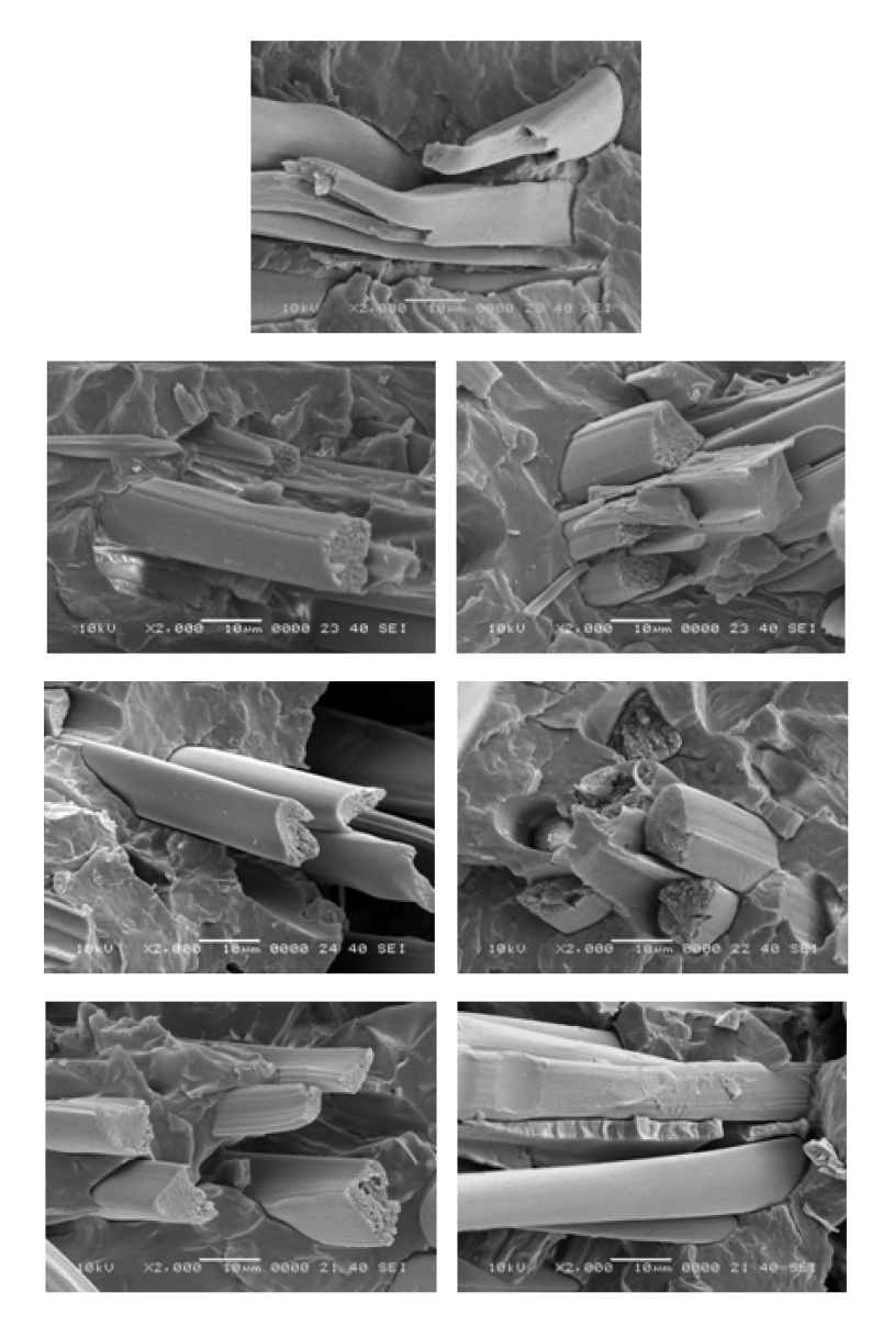 SEM micrographs of silk fibroin/PBS biocomposites reinforced with silk fibers irradiated at various absorption doses: (A) 0 kGy, (B) 5 kGy, (C) 10 kGy, (D) 20 kGy, (E) 30 kGy, (F) 50 kGy, (G) 100 kGy.