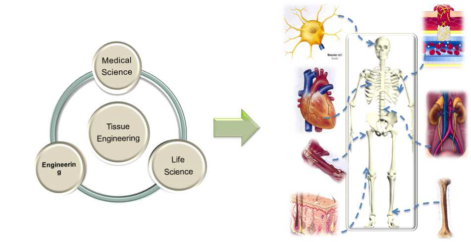 Schematic illustration of the tissue engineering.