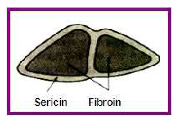 Cross-section of raw silk fiber.