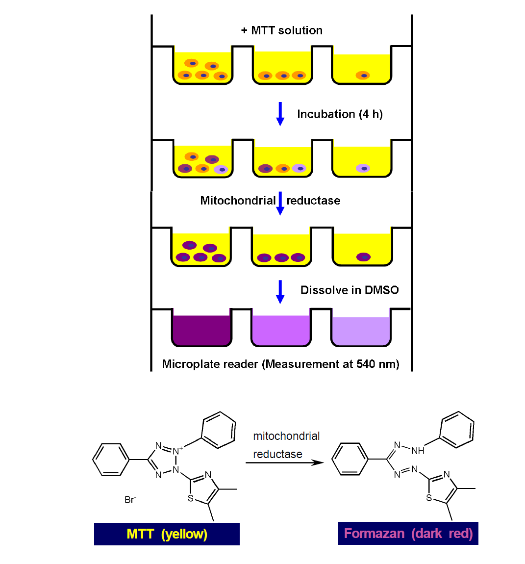 Molecular structure of MTT (Thiazolyl blue tetrazolium bromide) and their corresponding reaction product (formazan). and their corresponding reaction product (formazan).