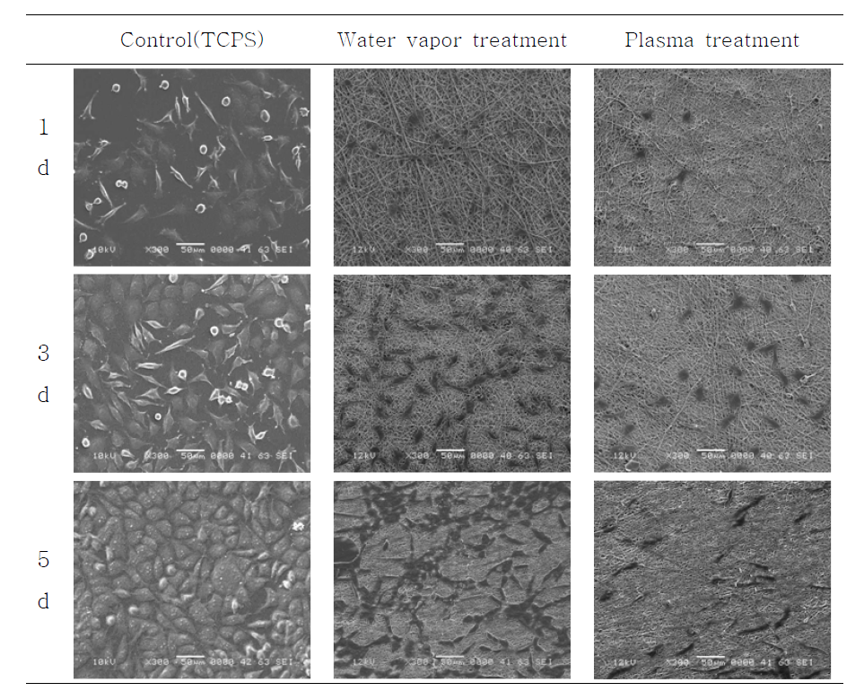 SEM image of cell proliferation.