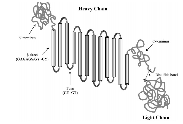 Schematic representation of H-L chain[7].