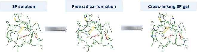 Principle of chemical polymer cross-linking formation.