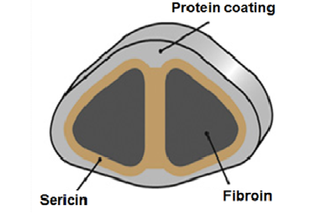 Internal structure of raw worm silk.