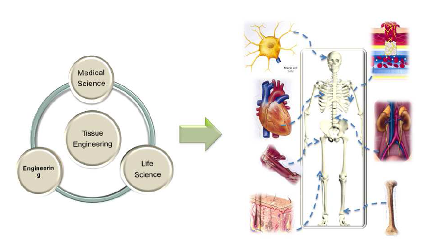 Schematic illustration of the tissue engineering.