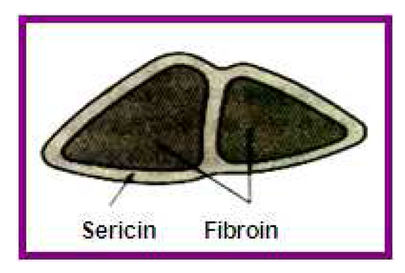 Cross-section of raw silk fiber.