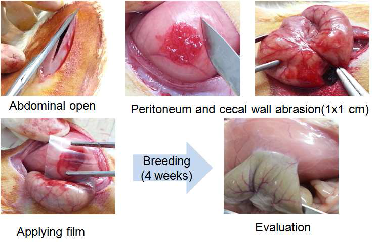 Procedure of in vivo animal test.