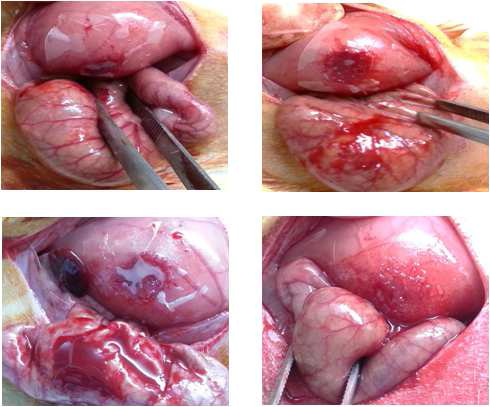 Results of animal study after applying of the 80% SF/PLGA film irradiated with 100 kGy.