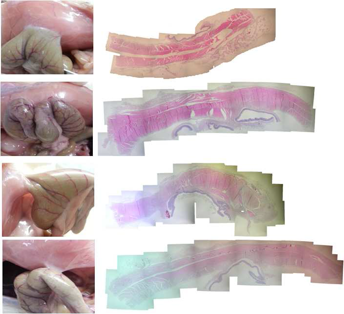 Histological observation of the abdominal wall treated with no anti-adhesion barrier in 28 days after surgery.