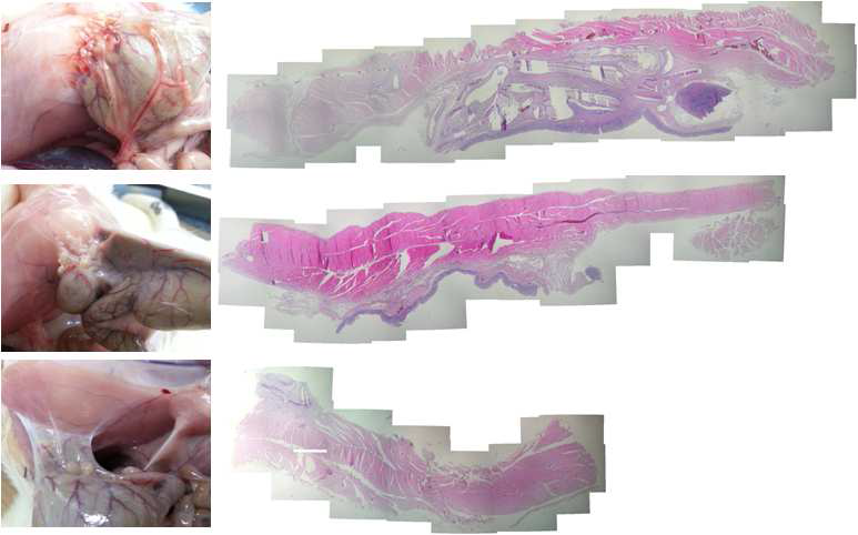 Histological observation of the abdominal wall treated with water vapor treated 100% SF film in 28 days after surgery.