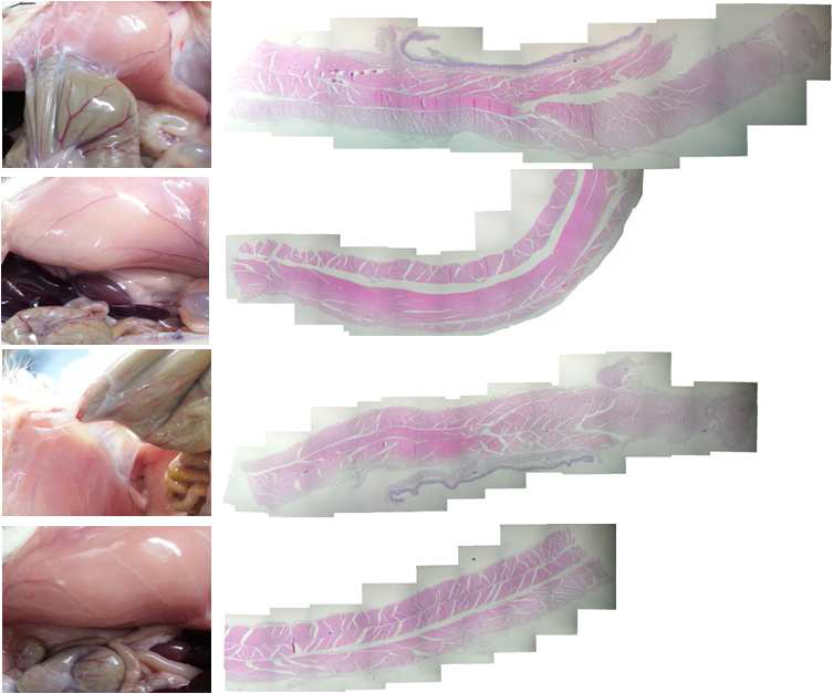 Histological observation of the abdominal wall treated with 100% SF film in 28 days after surgery.