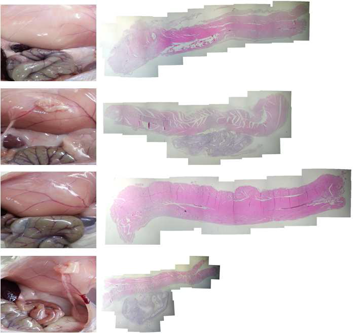 Histological observation of the abdominal wall treated with water vapor treated 80% SF/PLGA filmin 28 days after surgery.