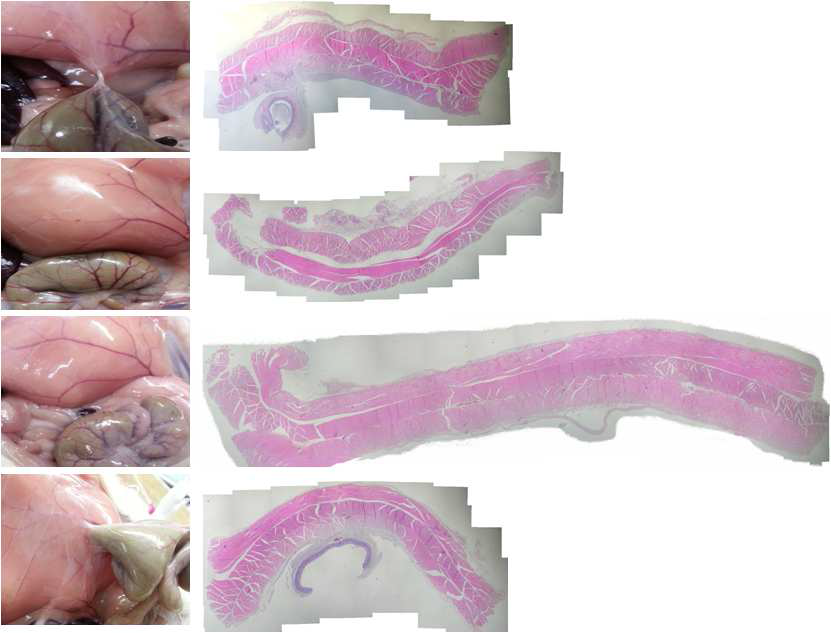 Histological observation of the abdominal wall treated with 80% SF/PLGA film in 28 days after surgery.