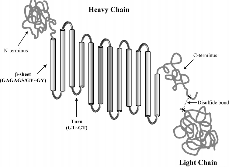 Schematic representation of H-L chain[35].