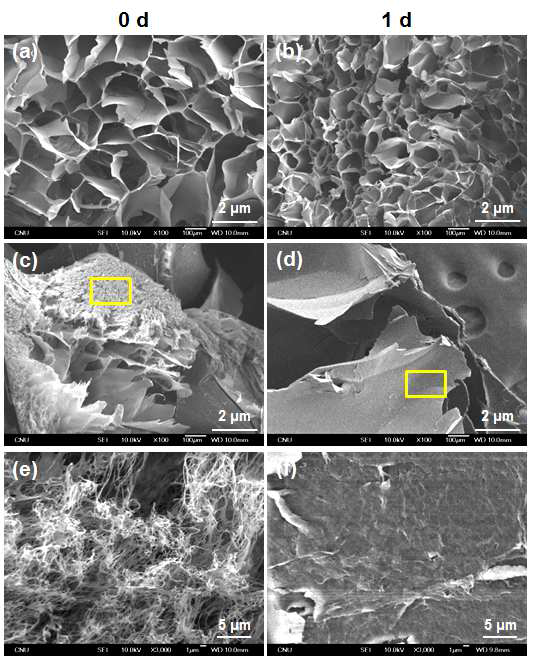 SEM images of degraded SF hydrogels; (a-b) 2.3% SF c-gel, (c-f) 2.3% SF p-gel.