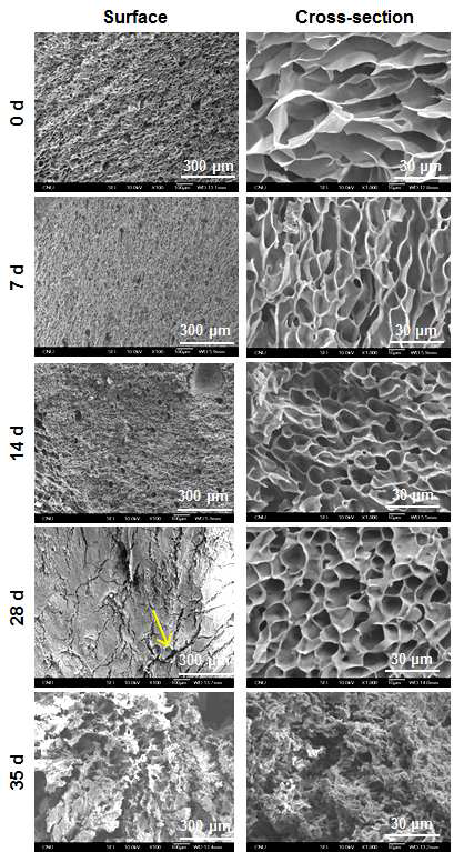 SEM images of 7.9% SF hydrogel with different degradation times.