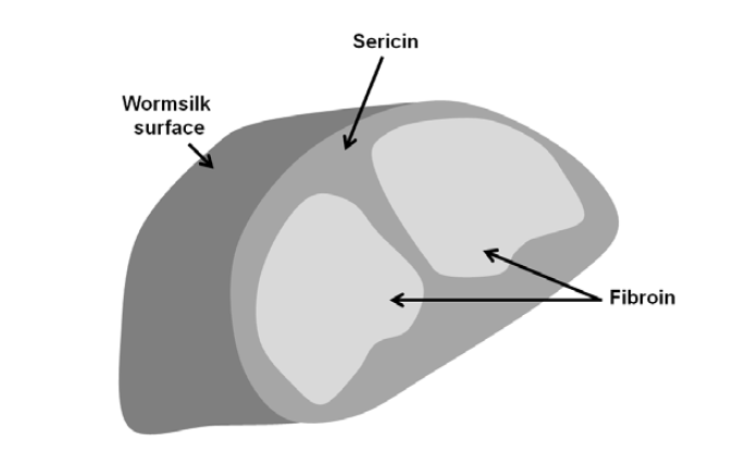 Internal structure of raw worm silk.