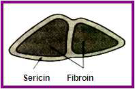 Cross section of raw silk fiber.