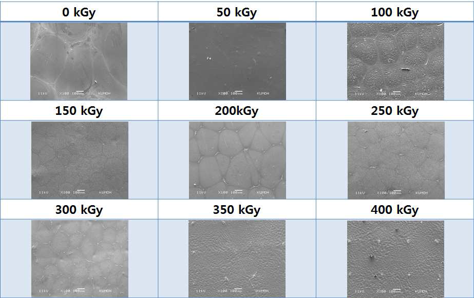 SEM micrographs of water vapor untreated 80% SF/PLGA films: a) 0 kGy; b) 50 kGy; c) 100 kGy; d) 150 kGy; e) 200 kGy; f) 250 kGy; g) 300 kGy; e) 350 kGy and f) 400 kGy, respectively.