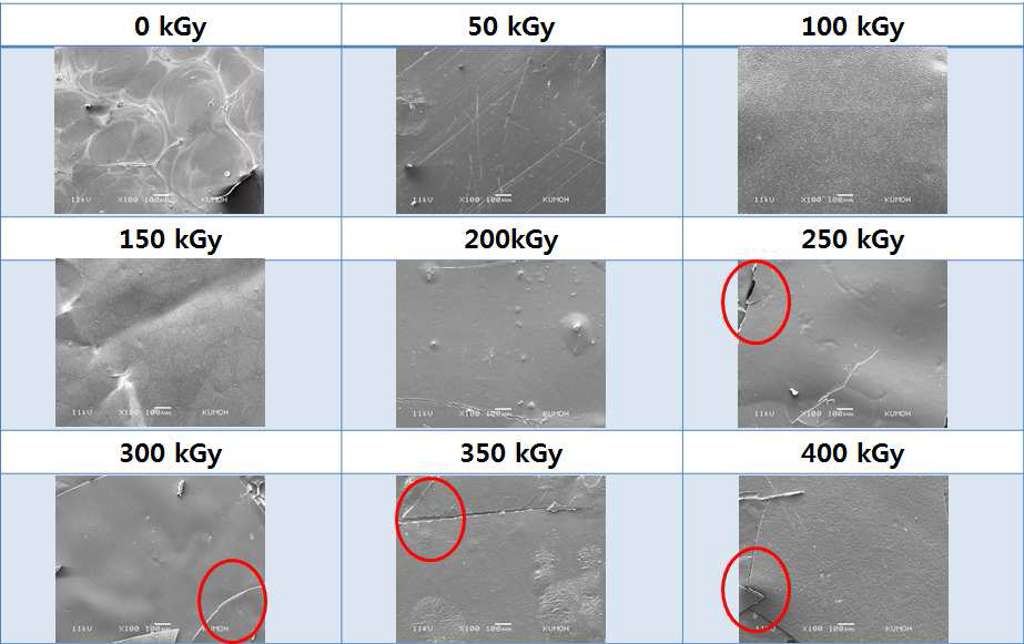 SEM micrographs of water vapor treated 80% SF/PLGA films: a) 0 kGy; b) 50 kGy; c) 100 kGy; d) 150 kGy; e) 200 kGy; f) 250 kGy; g) 300 kGy; e) 350 kGy and f) 400 kGy, respectively.