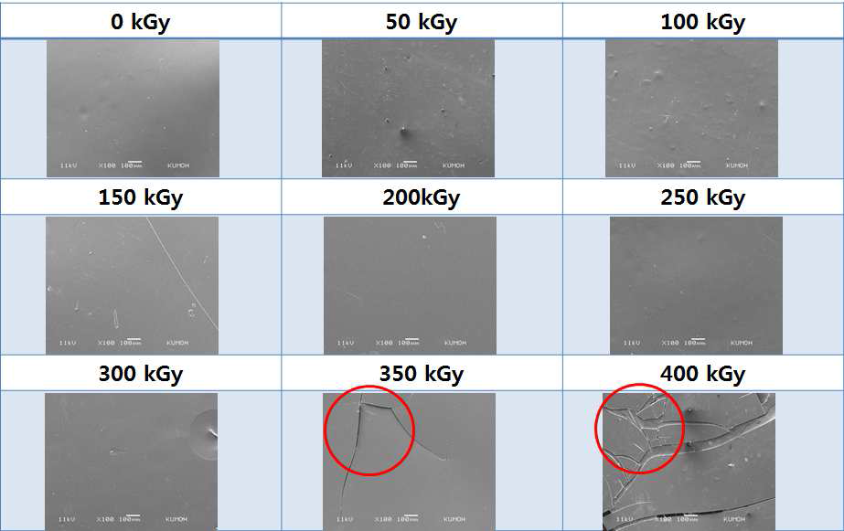 SEM micrographs of water vapor treated 100% SF films: a) 0 kGy; b) 50 kGy; c) 100 kGy; d) 150 kGy; e) 200 kGy; f) 250 kGy; g) 300 kGy; e) 350 kGy and f) 400 kGy, respectively.