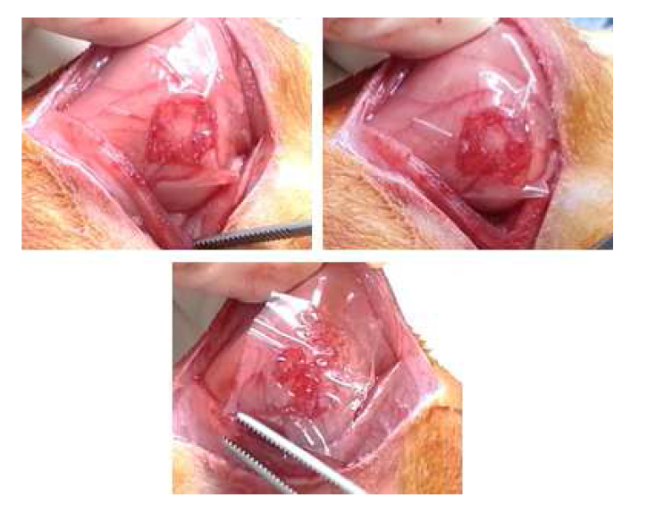 The procedure of animal study by using the 80% SF/PLGA film irradiated with 200 kGy.