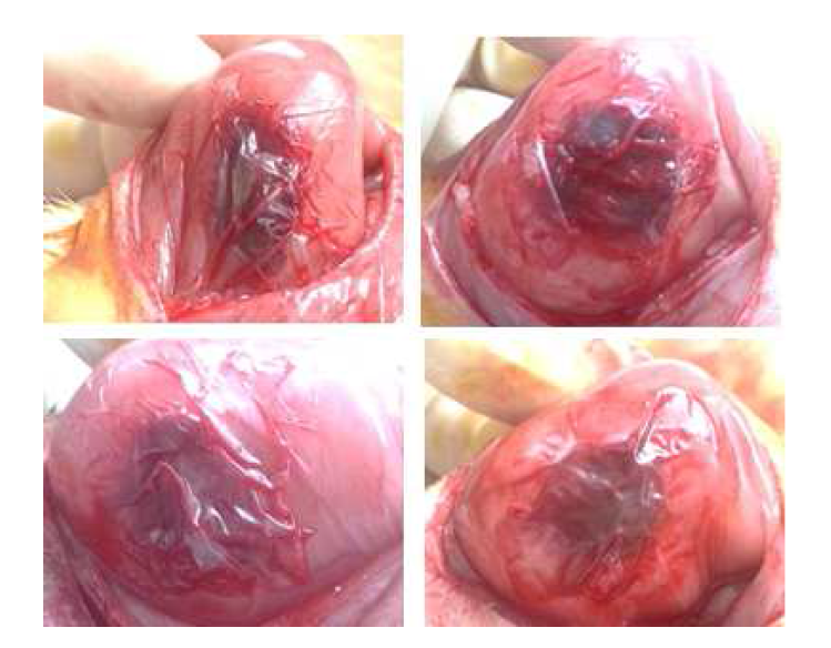 The procedure of animal study by using the 80% SF/PLGA film irradiated with 300 kGy.