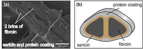 (a) Electron micrograph of partially degummed B. mori silkworm cocoon fiber, in which the two brins of fibroin and the coating of sericins and other proteins postulated to protect toe cocoon against microbes and predators are pointed out, (b) schematic illustration of the composite structure of a cocoon fibers, in which the two brins of fibroin and the coating of sericins and other proteins postulated to protect the cocoon against microbes and predators are pointed out.