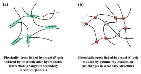 Schematic diagram of (a) physically (P-gel) and (b) chemically (C-gel) cross-link hydrogel.