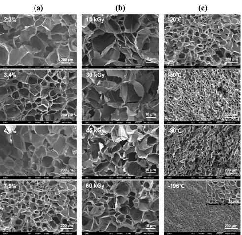 SEM images of SF hydrogel; effect of (a) SF solution concentration (at 60 kGy irradiation, -20 pre-freezing temp.), (b) irradiation dose (at 2.3% SF concentration, -20 pre-freezing temp.), and (c) pre-freezing temp. (at 7.9 % SF concentration, 60 kGy irradiation).