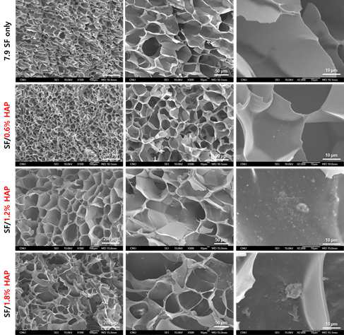 SEM images of SF hydrogel; effect of HAP concentration on pore size and roughness of SF C-gel (7.9% SF solution, at 60 kGy irradiation, -80 ℃ pre-freezing temp.).