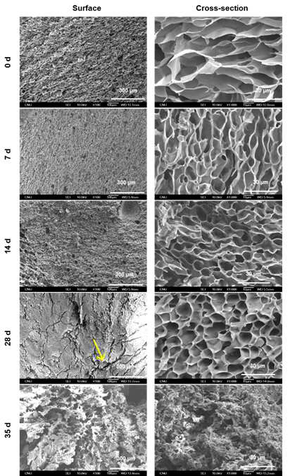 Enzymatic biodegradation behavior of SF C-gel (60 kGy, 7.9% SF concentration).