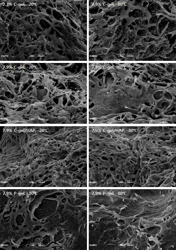 Scanning electron micrographs of cell-seed hMSCs scaffolds after 14 days of culture.