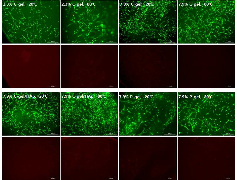 The viability/cytotoxicity staining of cultured cells on the gamma ray irradiated silk fibroin hydrogel, SF/HAP composite hydrogel and physically crosslinked hydrogels were observed at 7 days culture. Live cells were labeled with calcein AM(green) and dead cells were labeled with EthD-1(red). Scale bar represents 200 µ m.